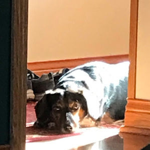 Meet your Posher, Lily